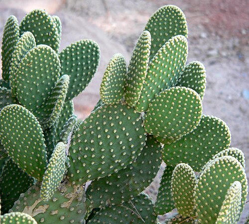 Kaktus Telinga Kelinci (Bunny Ear Cactus)